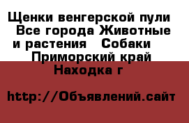 Щенки венгерской пули - Все города Животные и растения » Собаки   . Приморский край,Находка г.